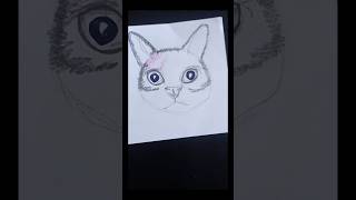 Do we like cats? #cat #drawing #catvideos