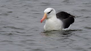 Artenporträt Schwarzbrauenalbatros