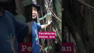 BENTUK PERAKARAN POHON ARA Ficus sp