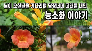 님이 오실날을 기다리며 담장너머 고개를 내민 능소화 이야기