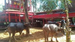 Allo Mantunu I persiapan ma'tinggoro Tedong di buntu lepong Tandung La'bo Toraja Utara