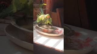 Beautiful Parrot Bath Dance