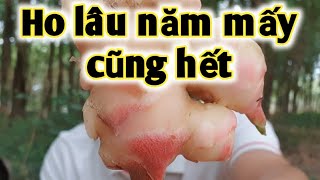 Bài thuốc trị Ho lâu năm, viêm phế quản, viêm họng. PHAN HẢI Vlog.