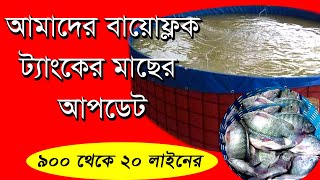 আমার বায়োফ্লক ট্যাংক খেকে মাছের আপডেট । growth update । biofloc fish growth