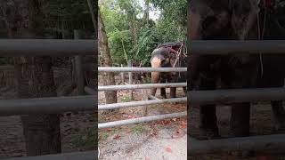 Elephant Sanctuary Koh Samui