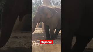 éléphant play funny animal videos