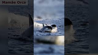 Mamãe Orca