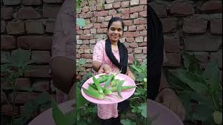 harvested bhindi(okra) once again😏#garden #harvesting #organicgardening #vegetables #ytshort #nature