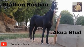 Marwari Stallion Roshan