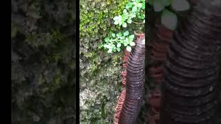 HORROR!!! Giant Millipedes#millipede .