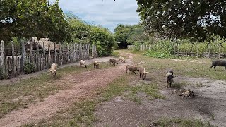 FINALIZANDO A LIMPEZA DA FRENTE DA CASA 🏡 PARTE 2