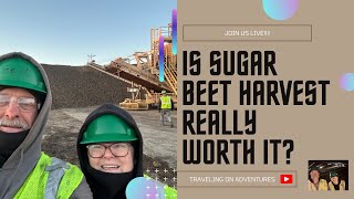 LIVE!!! Is the Sugar Beet Harvest Worth It???