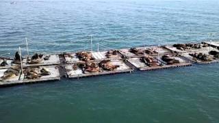 Sealions sunbathing in San Diego