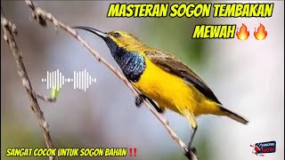 MASTERAN SOGON FULL TEMBAKAN MEWAH     🔥🔥 SUARA JERNIH ‼️#sogon #sogonbahan #sogonijoan