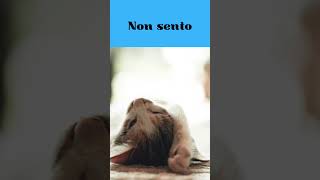 Non vedo ,non sento, non miagolo #shorts #curiosità #cat #cute #pets