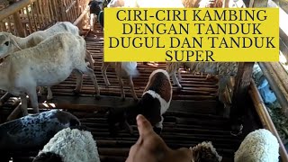 MINYAK PENYUBUR TANDUK DOMBA  Dugul dan Tanduk Super