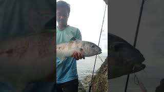 Golden Trevally On Landed Shore Jigging Micro 15 gram