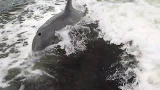 8 Dolfins Surfing Behind Boat