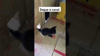 #viralvideo #gatos #adoteumgato #cat #adote #pets #adoteumgatinho #gato #adotaretudodebom #catlover