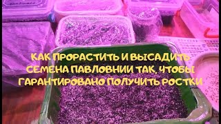 Как прорастить и высадить семена павловнии так, чтобы гарантировано получить ростки