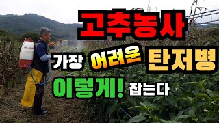 고추농사 가장 어려운 고추탄저병 이렇게 잡으세요 고추탄저병특효약, 고추탄저병예방, 고추탄저병예방약, 고추탄저병치료제, 고추탄저병약