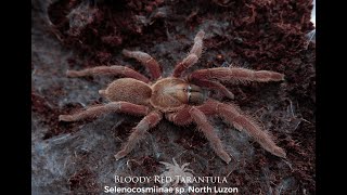 Discovering Sp. North Luzon (Bloody Red Tarantula) in the Philippines