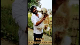 SHIH TZU | Vaa Vaathi song #shihtzu #shorts #vaathisong #vaavaathi #cutepuppy #anirudh