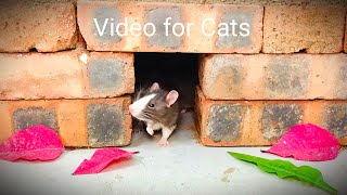 Video for Cats Love, Mice Running with Soft Piano Music, Video with million views Happy, Spring