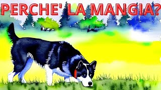 Svelato il mistero: Perché i nostri amici a quattro zampe amano mangiare erba