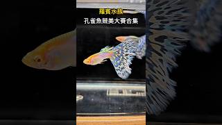 2024孔雀魚競美大賽合集