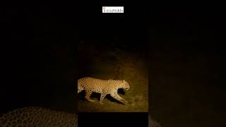 #leopards  The Last Stand Trailer 3 #shorts #nature #wildlife #wildlifedocumentary #explore  #india