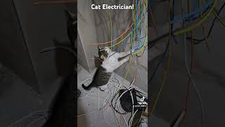 Cat Electrician