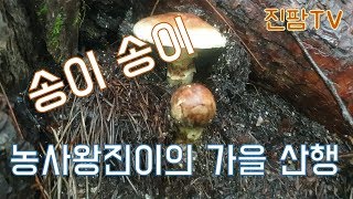 송이버섯 채취 - 소나무의 향을 품고 있는 송이버섯