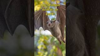 Top 5 Fastest Animals On Earth #shorts #animals #fastestanimals