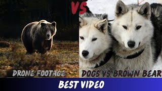 Dogs Chasing Brown Bear Drone Footage Video