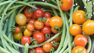 Organic garden summer harvest - string beans and tomatoes