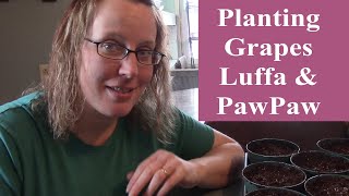 Planting Grapes, Luffa, & Pawpaw/ Keep trying new things