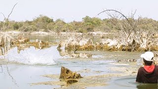 Unbelievable Fishing 🎣 5Kg 2.500Kg BiG ROHU Fish Catching BiG Rohu Fishes catching in Krishna River