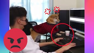 【FUNNY VIDEO】DOG RAGES AFTER LOSING TO HIS OWNER IN VIDEO GAME!!!!🤣