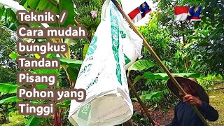 Tenik / Cara mudah bungkus Tandan Pisang Pohon yang Tinggi. tidak pakai tangga.(1)