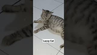 Kucing Hamil