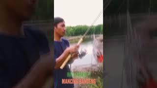 HATI SENANG ‼️ MANCING BANDENG