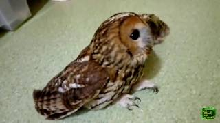 tawny owl rehab-release