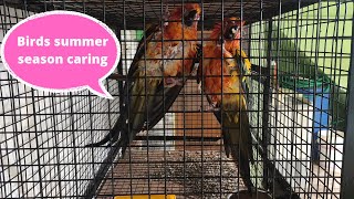 sunconure bird summer caring tips| #birds #Pets #summercaringtips #sunconure #bird #birdslover