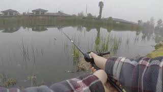 Foggy Morning Bass Bite