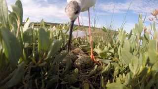 Hatching of the young Stilts