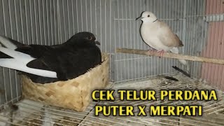 cek telur puter X merpati