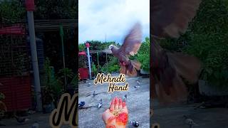 Pigeon Eats from Mehndi-Hand #henna #mehndi #pigeon #shorts