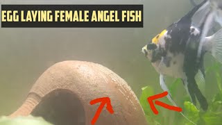 Egg laying angel fish | Angel fish eggs | Aquapets & farm