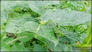 how to maximize a small garden into mixed vegetables plants